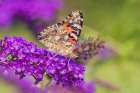 Painted Lady on Butterfly Bush-Marion County-Illinois Art Print